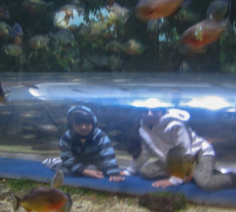 Kipp Aquarium (Houston,&nbspTX)